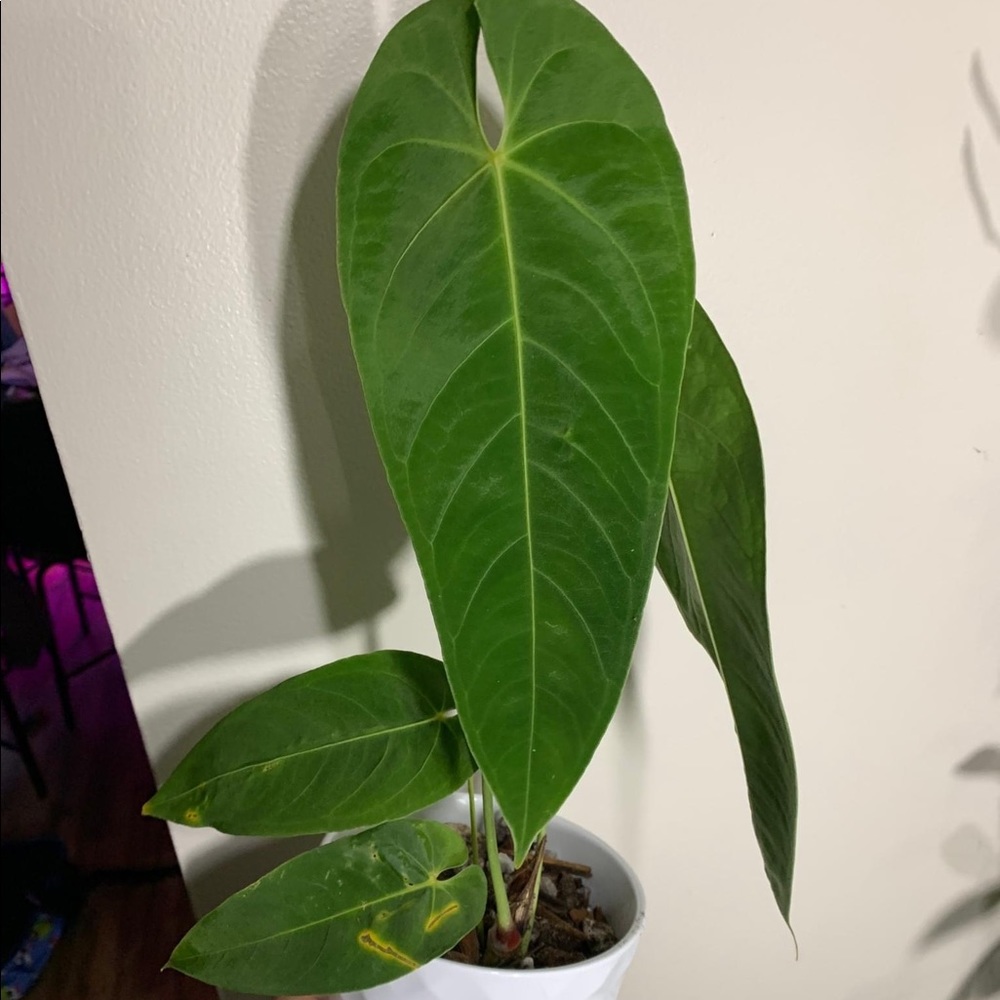 Anthurium queremalense